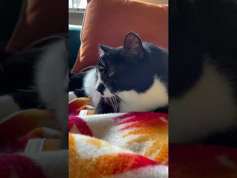 Cutest Cat!! 🐈‍⬛ #catasmr