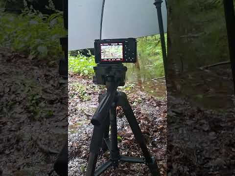🌧️ Rain won't stop me from capturing nature's beauty.