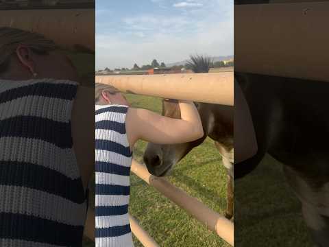 Enjoy this video of me meeting a donkey🥹 #farmlife #cuteanimals #donkey #farmlifebestlife
