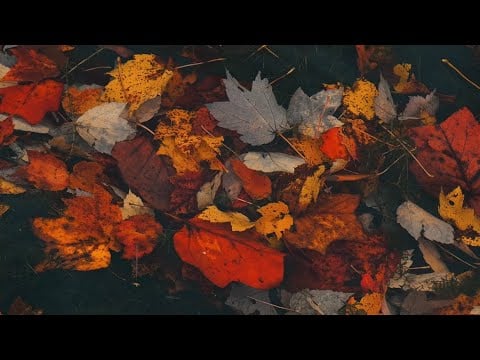 8 HOURS Autumn Leaf Rain: No Birds, Continuous Soothing Sleep Ambience 🍂🌧️✨