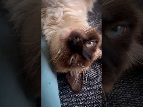 O ASMR MAIS FOFO QUE VOCÊ VAI VER HOJE 😻 #asmr #asmrsounds #asmrcaseiro
