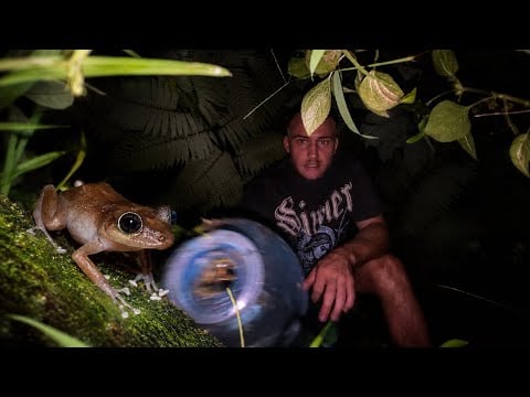 ASMR but your a FROG🐸