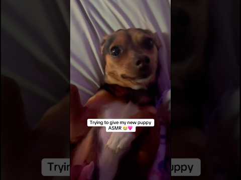 Scarlett’s youtube debut coming soon (probably idk miss thing moves A LOT lol) 😭 #asmr #puppy