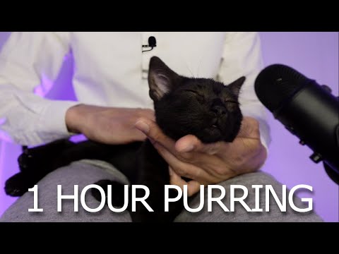 1 Hour ASMR | Cat Purring and Massage for Sleep and Relaxation