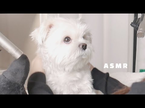 ASMR 하는 강아지 🐶 조그마한 먹방, 빗질, 귀청소, 쓰담 쓰담│포근한 수다 DOG ASMR, Whispering, mukbang, earcleaning, brushing ..