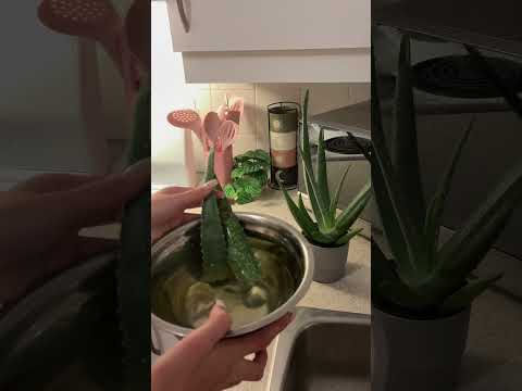 Soft spoken how I use my aloe plant for acne! #alyaskin #aloeeveryday #antiacnefacewash #acnegel