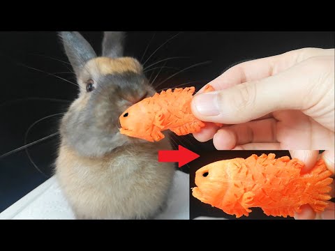 Rabbit Eating Fish Carrot ASMR