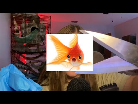 ASMR For People with the Attention Span of a Goldfish