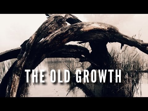 THE OLD GROWTH by Phee Stringer | ASMR Reading for Anxiety, Sleep, and PTSD, Thunderstorm