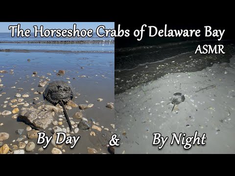 The Horseshoe Crabs of Delaware Bay | ASMR | Day & Night