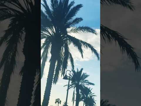Sunset Beach Drive & Relaxing Ocean Waves #beachasmr #sunset #oceanview #oceansounds #seashells