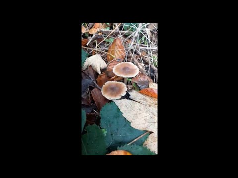 ASMR- Lofi Autumn Nature Walk (no talking)