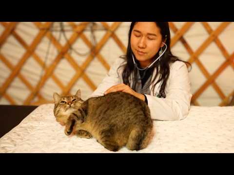 Aggressively Friendly Cat Keeps Interrupting Vet Exam 🐱 ASMR Intense Purring & Cuddles