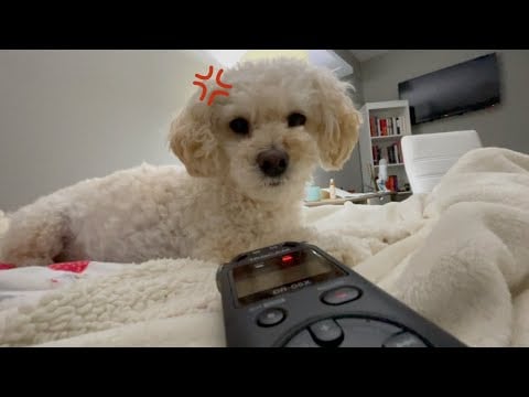 my dog tries asmr (very offended)