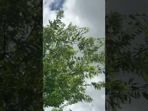 Nature Windy Relaxation #relaxing #shortsvideo