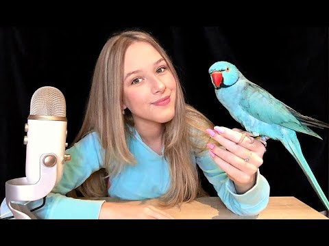 ASMR but my bird gives you tingles