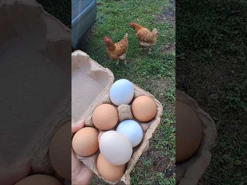 asmr morning routine 😌 gratitude for the chickens #gentletriggers #relax