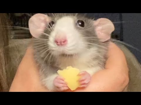 My Rat Does ASMR