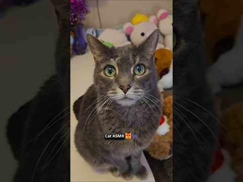 Cat ASMR 😻🐈‍⬛ ─♡─ #asmr #catasmr