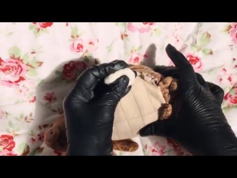 🐾 Stuffed Animal Hospital🐼 😷  Nurse with Latex Gloves [[ASMR]]