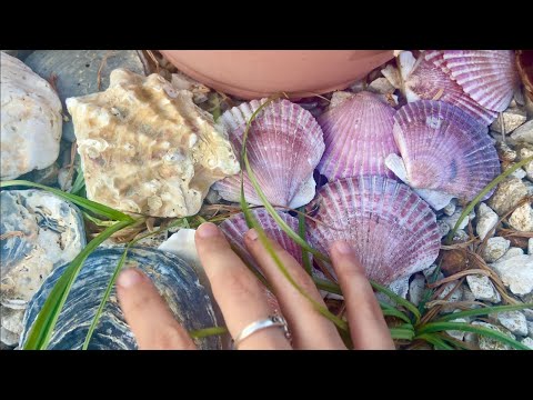 ASMR en 2 minutos🐚🫧 triggers conchas y caracolas