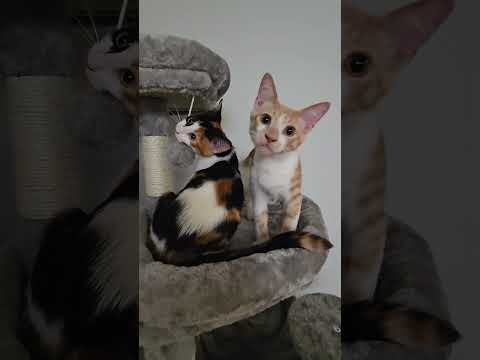 Sweet Babes