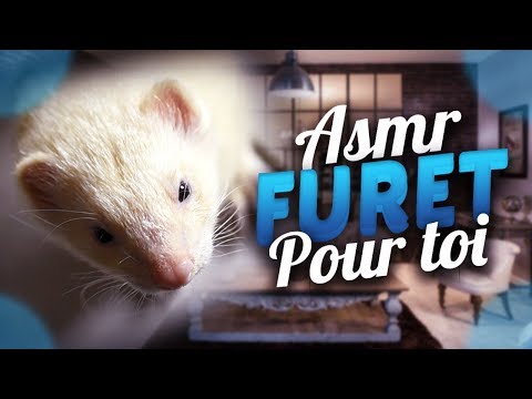 🐭 Asmr : french Tous sur le Furet Karma ! 🐭 fr
