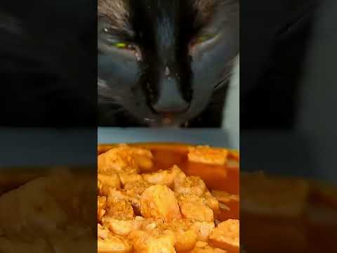 Cat Eating Sounds ASMR 🥩🐾