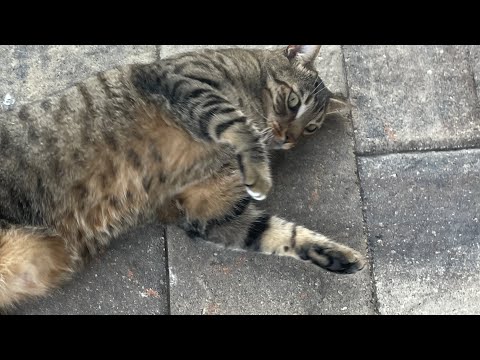 (lowfi) Cute Kitty ASMR