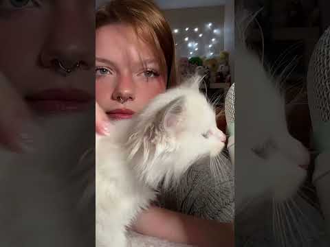 purrs are just so relaxing 🐾 | #asmr #visualtingle #asmrtriggers #asmrforsleep #catasmr #shorts