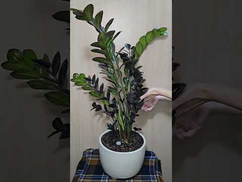 ASMR Plant Tapping