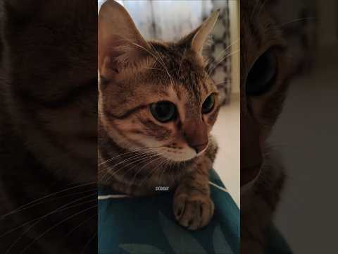 Ye Main Kya kar Raha hoon 😂🔥 #shorts #cute #cat #funnyvideo  #comedy #kitty
