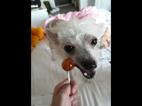 ASMR/АСМР ☺️ sucking, licking, biting 🤪