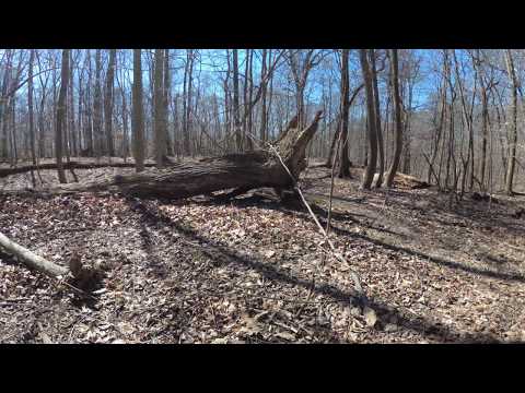 ASMR Hiking Binaural Sunny Winter Hike with Crunchy Leaves and Branches (Part 1)