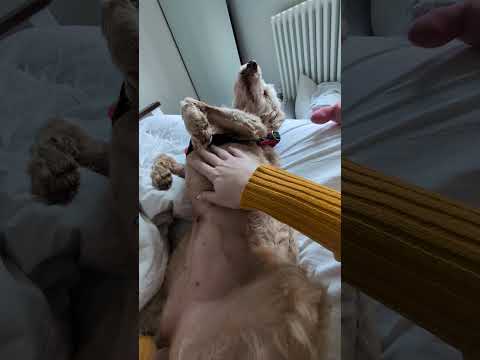 Episodio 1: Tentando me adaptar a vida de cao herdeiro 🐶 sera que ela vai conseguir?