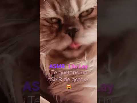 🌙ASMR GATOS😻 | Si te gustaría ponlo en los comentarios❤️😘#Shorts