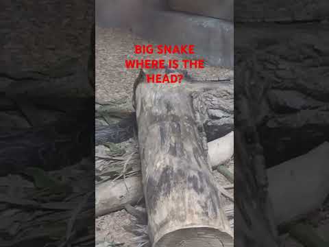 BIG SNAKE #shortsfeed #shortvideo #viralshorts #snake #animals #nature #subscribers #america