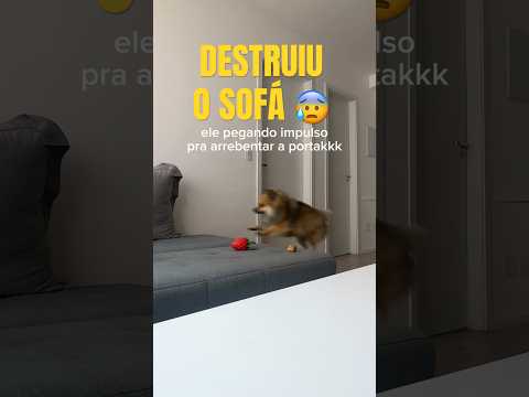 DEIXEI MEU CACHORRO SOZINHO EM CASA PELA PRIMEIRA VEZ 😰 #asmr