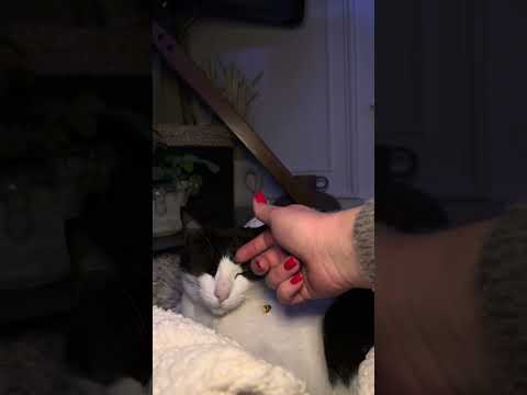 Looking for the bugs on Norman #ASMR #cat