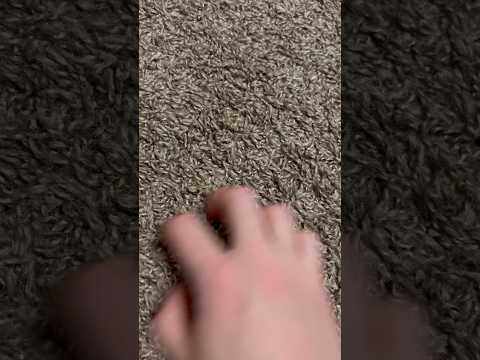 ASMR Scratching Carpet | No Talking #ASMR #Shorts
