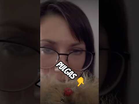 te saco las PULGAS, Therian #relax #triggersforsleep #roleplay #therians #asmr #whispering
