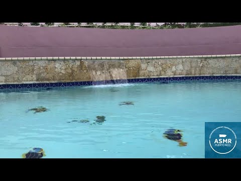 Pool Water Sounds | Relaxing Water Ambience | Soothing ASMR Session