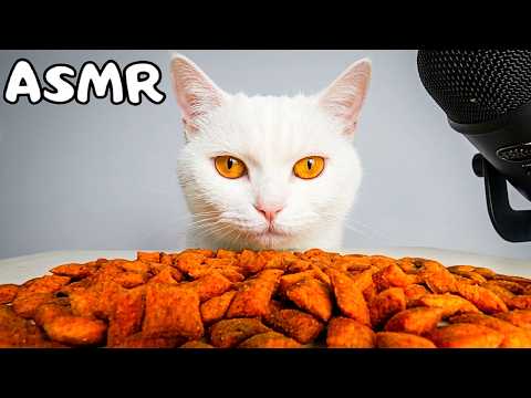 Cat Eating Super Crunchy Dry Cat Food ASMR (No Talking)