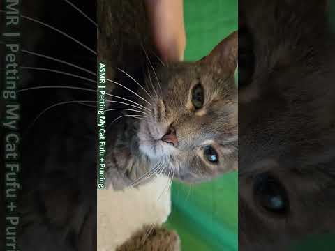 ASMR | Petting My Cat Fufu + Purring 😸 ─♡─ #asmr #catasmr #catshorts
