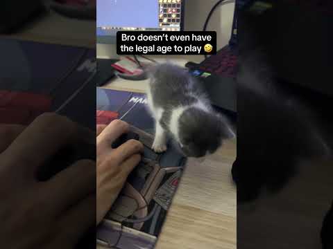 He played RE yesterday… #kitten #rescuecats #cute