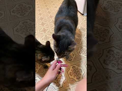 ASMR CATS SNIFFING MY MIC😆💞 #asmrshorts #asmr #asmrsounds