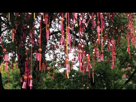 ASMR Chinatown beauty in french Canada