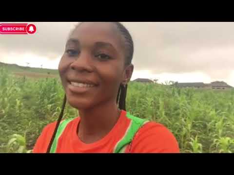 My Maize And Melon Farm In Nigeria #farming #farmer #maize