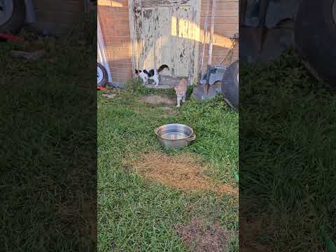 Play time out back
