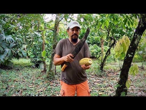Making chocolate from the cacao tree (cacao fino de aroma)